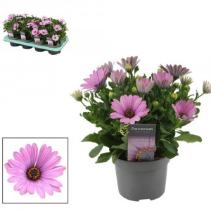Kaulasėklis (laumakė) 'Cape Daisy Antique Rose'