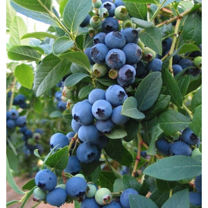 Šilauogė ‘Bluecrop’ (trijų metų)