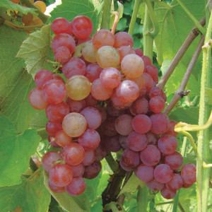 Vynuogė besėklė ‘Somerset Seedless’