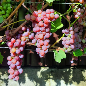 Vynuogė besėklė ‘Somerset Seedless’