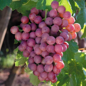 Vynuogė besėklė ‘Einset Seedless’