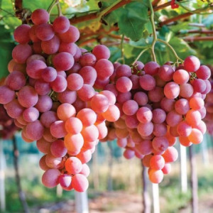 Vynuogė besėklė ‘Einset Seedless’