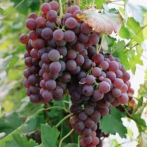 Vynuogė ‘Chrupka Różowa’