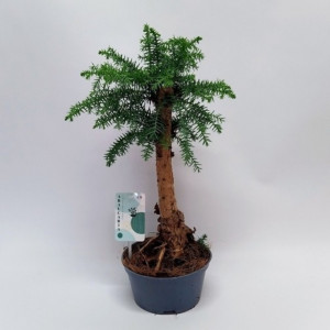 Araukarija cunninghamii bonsai H40cm