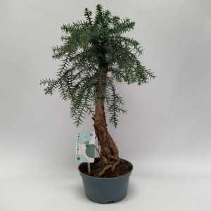 Araukarija cunninghamii bonsai H40cm