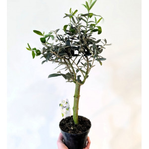Alyvmedis europinis DØ12 H50cm