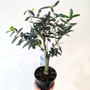 Alyvmedis europinis DØ12 H50cm