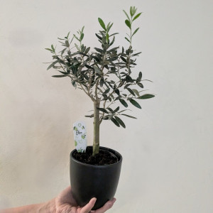 Alyvmedis europinis H50cm dekoratyviniame vazone