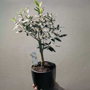 Alyvmedis europinis H50cm dekoratyviniame vazone