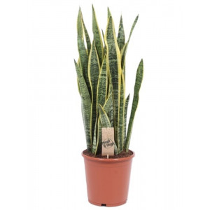 Sansevjera trijuostė 'Laurentii' H80 cm