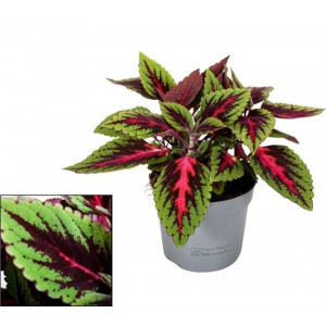 Margenis 'Main Street Ruby Road'