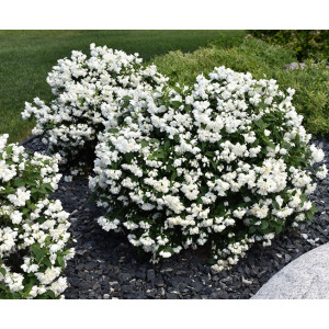 Jazminas 'Snowbelle' pilnaviduris