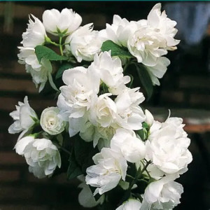 Jazminas 'Snowbelle' pilnaviduris