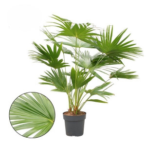 Apskritalapė palmė 160cm