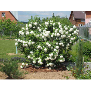 Putinas paprastasis 'Roseum'