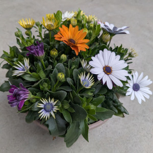Kaulasėklis (laumakė) Mix Ø21cm vazone