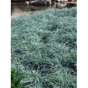 Viksva melsvoji Blue Zinger