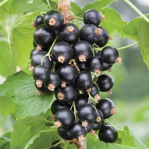 Serbentas juodasis