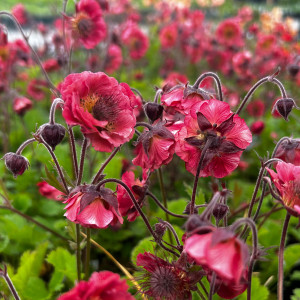 Žiognagė 'Pink Petticoats'