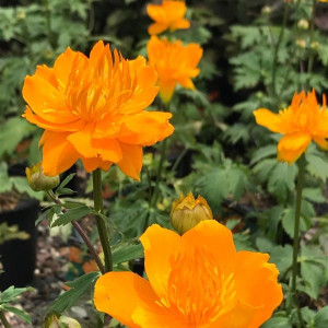Kininis burbulis ‘Golden Queen’