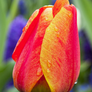 Tulpė ‘Apeldoorn’s Elite’, 5 vnt.