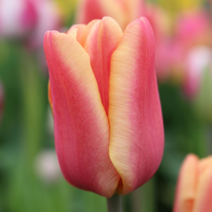 Tulpė ‘Apricot Foxx’, 15 vnt.