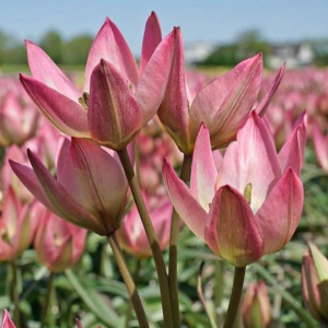 Botaninė tulpė ‘Danique', 15 vnt.