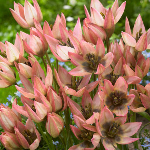 Botaninė tulpė ‘Danique', 15 vnt.