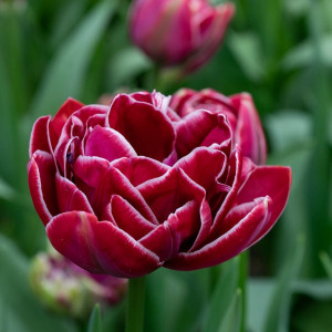 Tulpė ‘Dream Touch’, 15 vnt.