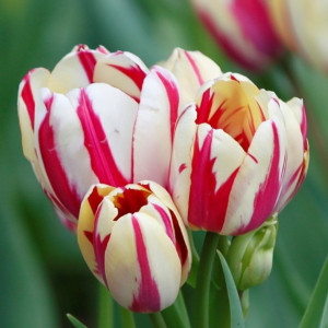 Tulpė 'Flaming Club', 5 vnt.