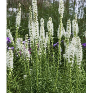 Liatris Alba