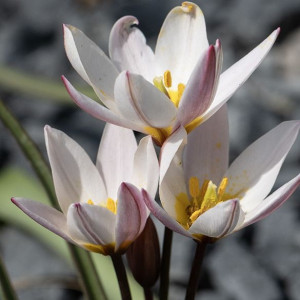  Botaninė Kretos tulpė ‘Hildė’', 30 vnt.