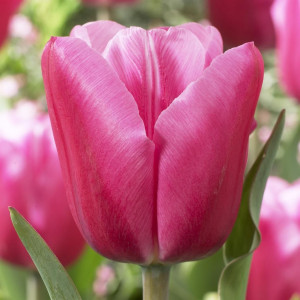 Tulpė ‘Jumbo Pink’ , 15 vnt.