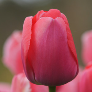  Tulpė  ‘Pink Pride’, 5 vnt.