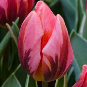 Tulpė ‘Pretty Princess’, 15 vnt.
