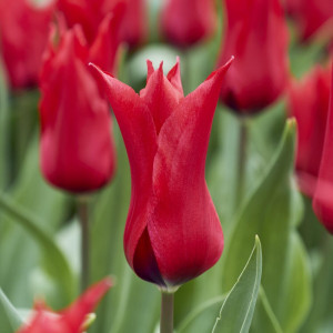  Tulpė ‘Pretty Woman’, 15 vnt.