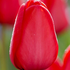Tulpė ‘Red Impression’, 5 vnt.