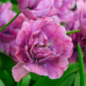Tulpė ‘Rosy Diamond’, 15 vnt.