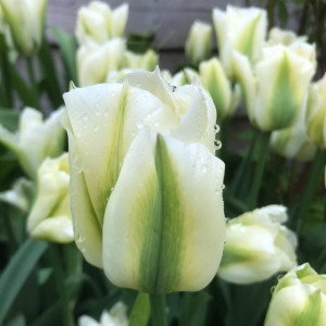 Tulpė ‘Spring Green’, 15 vnt.