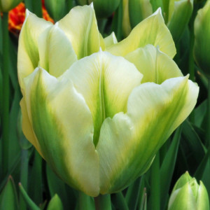 Tulpė ‘Spring Green’, 15 vnt.