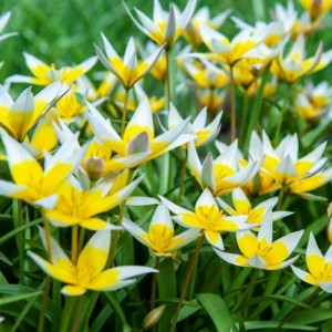 Botaninė tulpė  ‘Tarda’', 10 vnt.