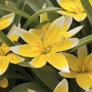 Botaninė tulpė  ‘Tarda’', 10 vnt.