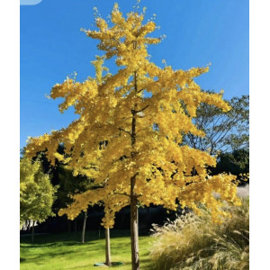 Ginkmedis