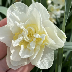 Narcizas ‘White Lion’ , 15 vnt.