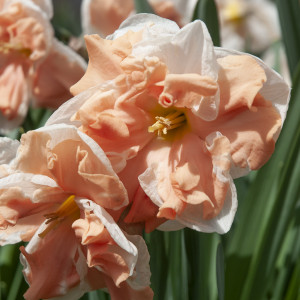 Narcizas ‘Apricot Whirl’, 15 vnt.