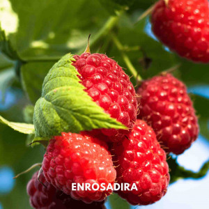 Avietė vasarinė ‘Enrosadira’