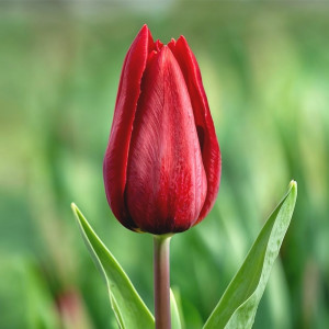 Tulpė ‘Strong Love’, 15 vnt.