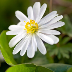 Malonioji plukė ‘White Splendour’ , 15 vnt.