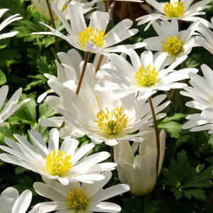 Malonioji plukė ‘White Splendour’ , 15 vnt.