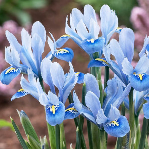 Tinklinis vilkdalgis 'Alida’, 15 vnt.